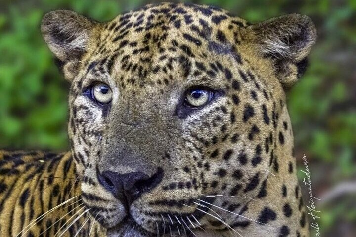 Full day / Half Day WildlifeAdventure in Yala-National-Park - Photo 1 of 25